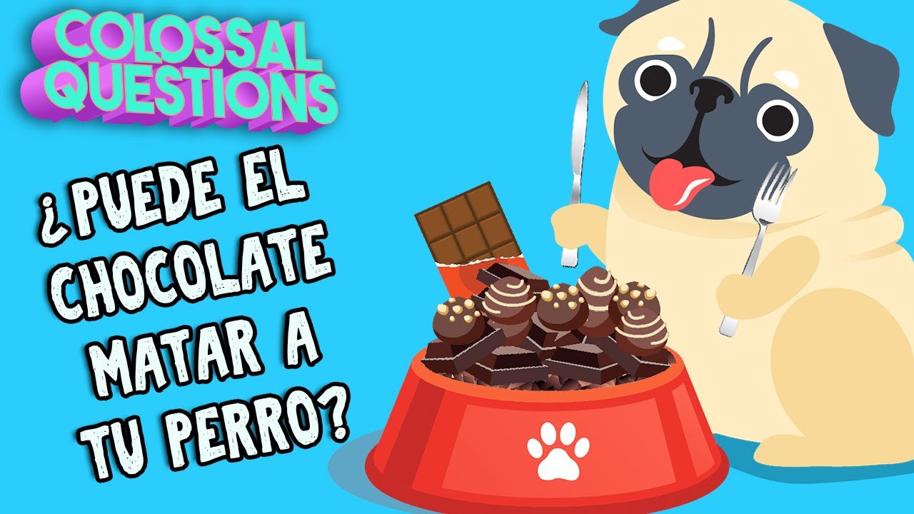 ¿El chocolate puede matar a tu perro? | PREGUNTAS COLOSALES