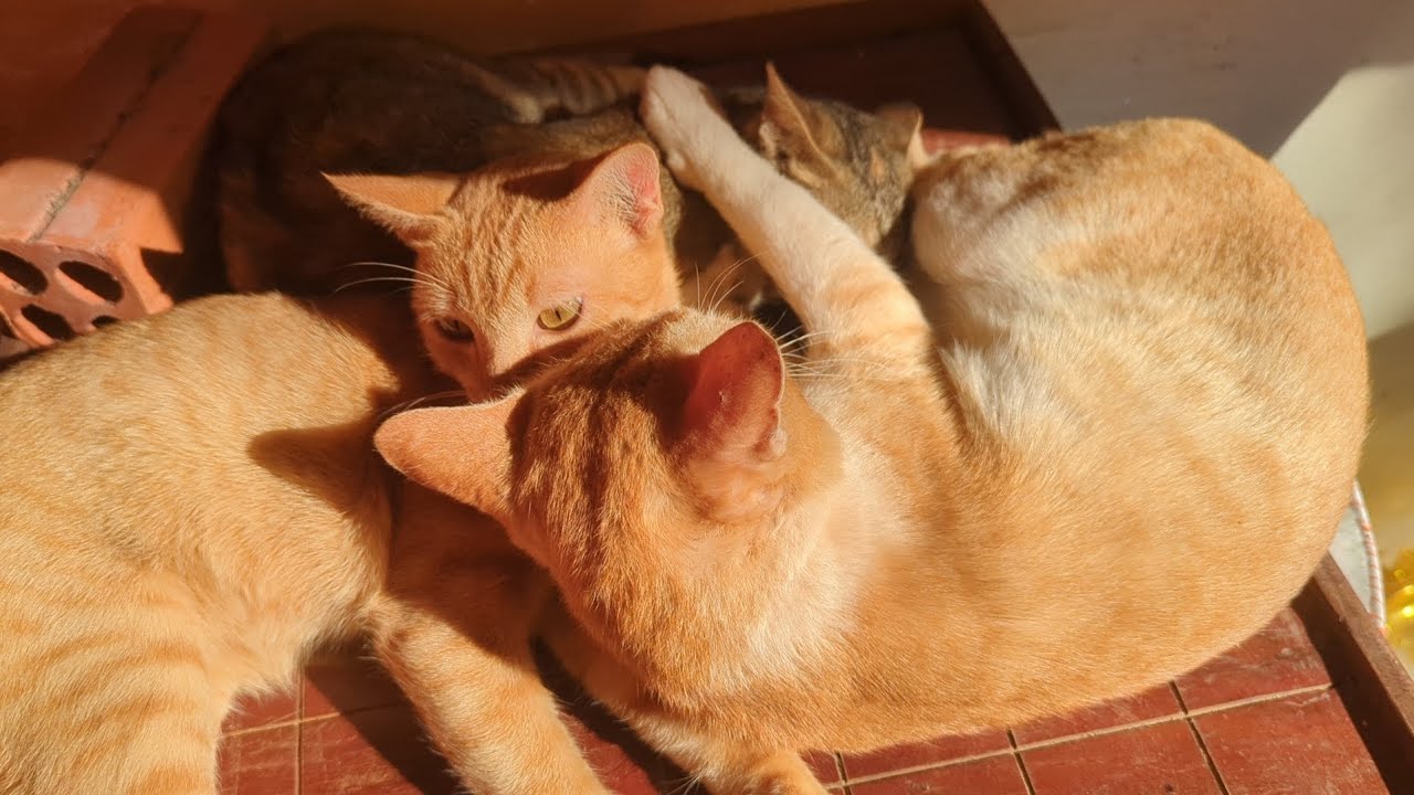 Cat's pre- and post-wake activities