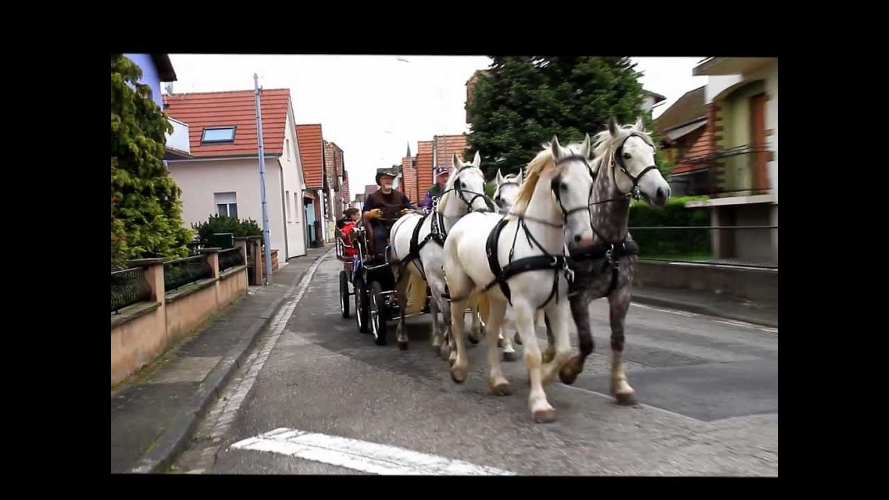 Attelage à 4 chevaux arabo-boulonnais avec calèche + remorque