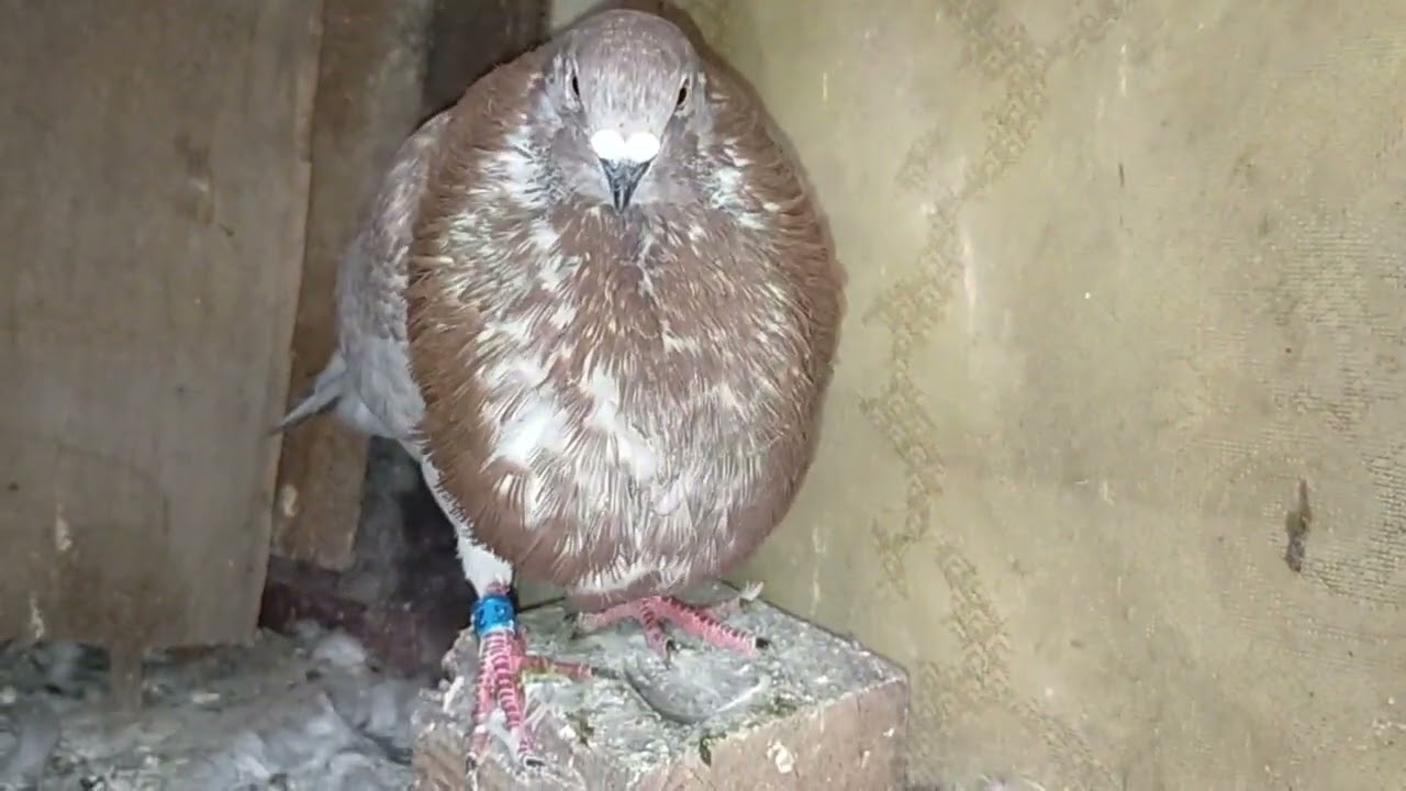 الحمام لمخلط توليعة خاصة على كل حمامة شوفو معيا الفيذيو كامل راه جميل ألخوت