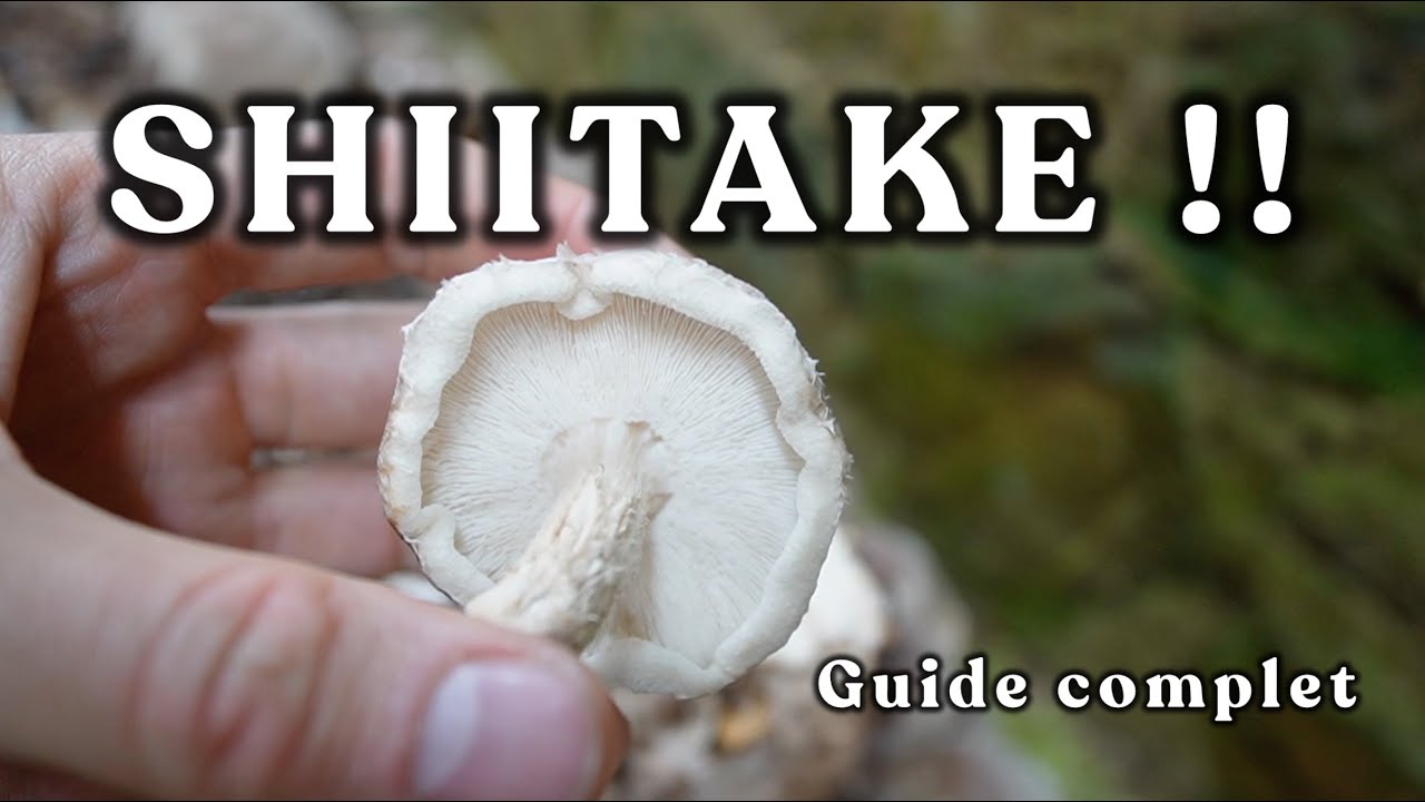 Cultiver le Shiitake [guide complet]