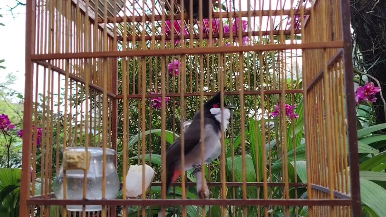 Chào mào Hót Ché ,giọng kích kích bổi sổ giọng Luyện Giọng cho bổi Nghe Là Hót Giọng Rừng