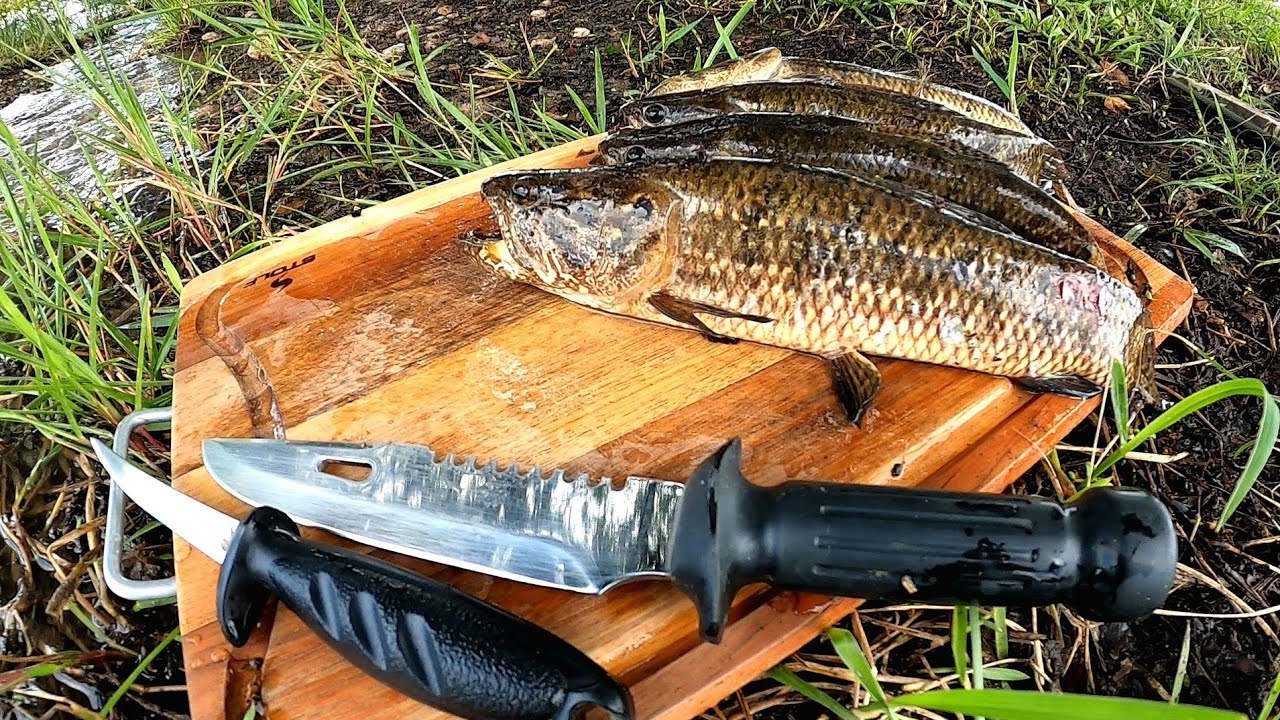 PESCANDO E FRITANDO TRAÍRA SEM ESPINHO NA BEIRA DA REPRESA