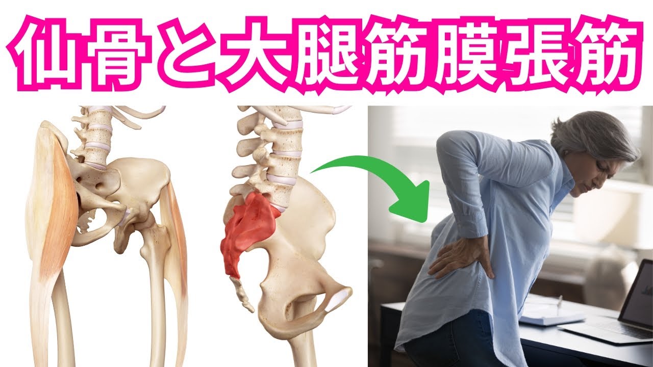 【仙腸関節のロックが外れる仕組み】仙腸関節を不安定にする「大腿筋膜張筋」の抑制方法！ぎっくり腰・仙腸関節痛・骨盤の不安定性に欠かせない仙骨のロック・アンロック！【運動療法/ピラティス/仙腸関節】