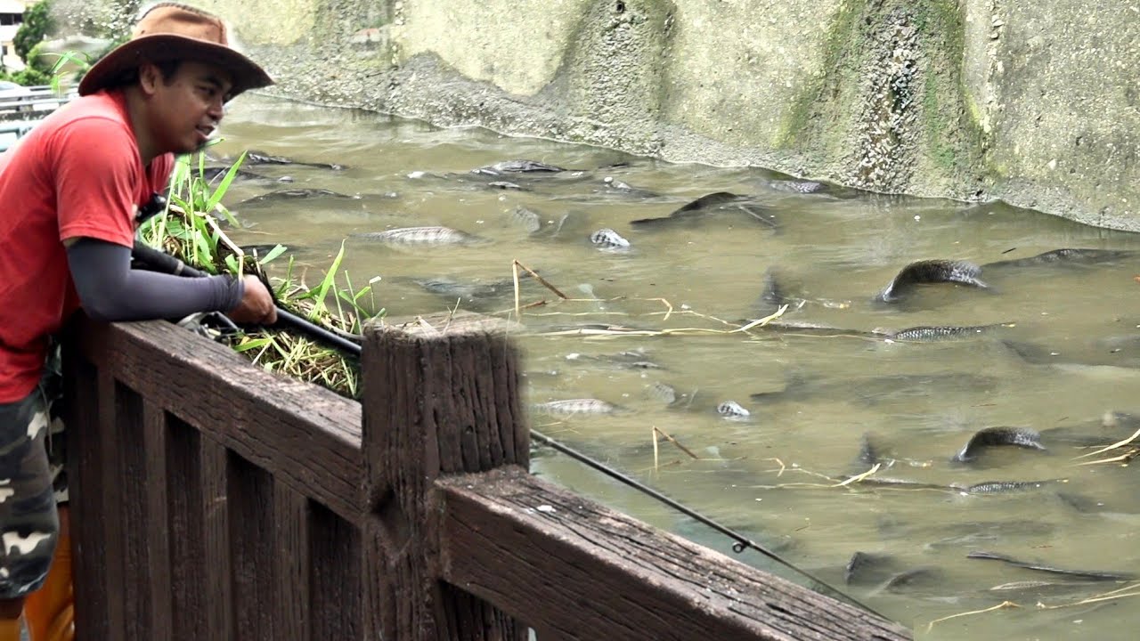 Warga Sibuk Kerja❗Sungai Jadi Penuh Ikan Liar,AKU BAHAGIA 