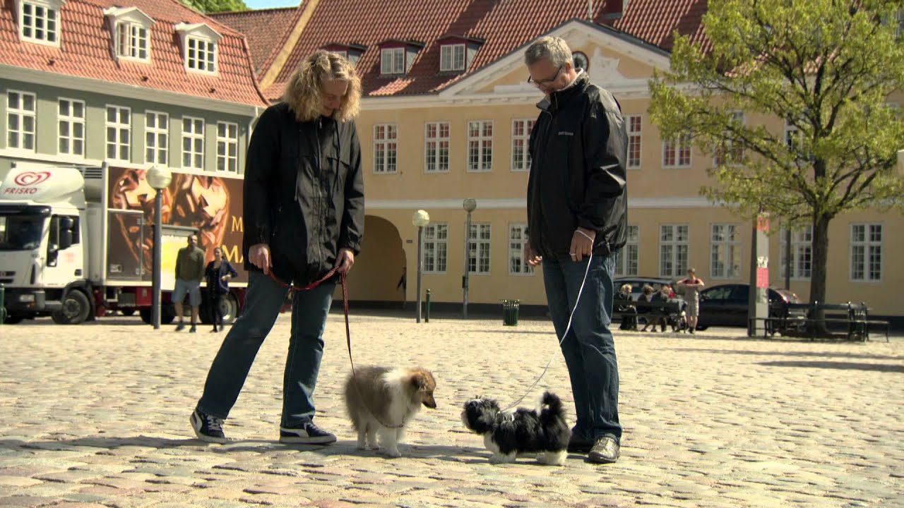 Dansk Kennel Klub - 'Når hunden er bange for mennesker eller hunde'
