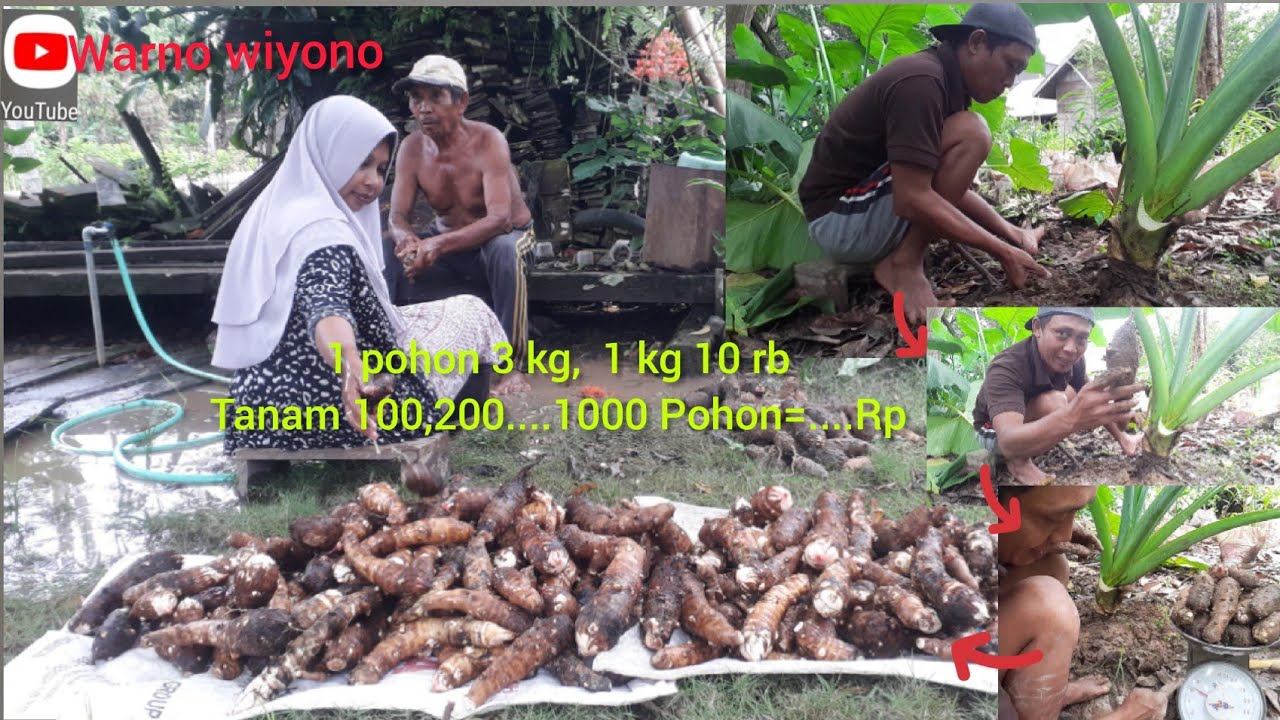 Panen & pasca panen keladi mbote umur 3,5 bulan umbinya sudah banyak.