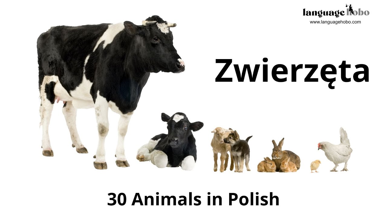 Animals in Polish (Zwierzęta) - Learn 30 Animal Names in the Polish Language