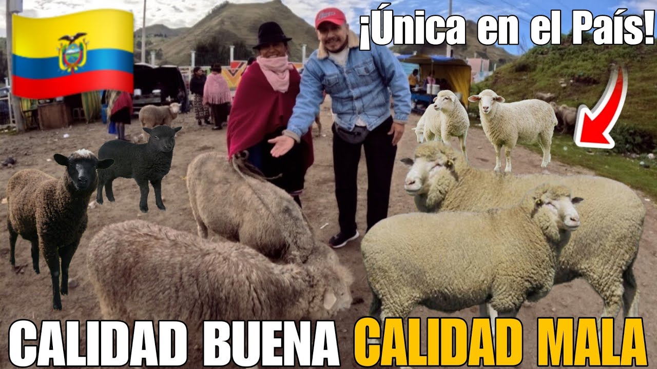 Es la FERIA de OVEJAS más GRANDE del ECUADOR 🇪🇨 ¡Borregos de Calidad! : Ferchito Aventura