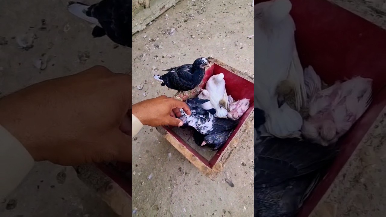 kabootaron ke bache ❤️&zwj;🔥😱😍😘 - #shortvideo #viral