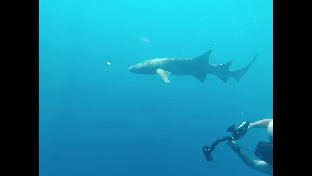 Diving in the Maldives with Scubaspa Yang Liveaboard - April 2021
