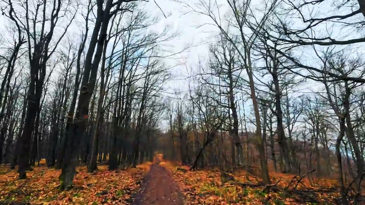 Relaxing GoPro Hero 12 POV Hiking In The Forest