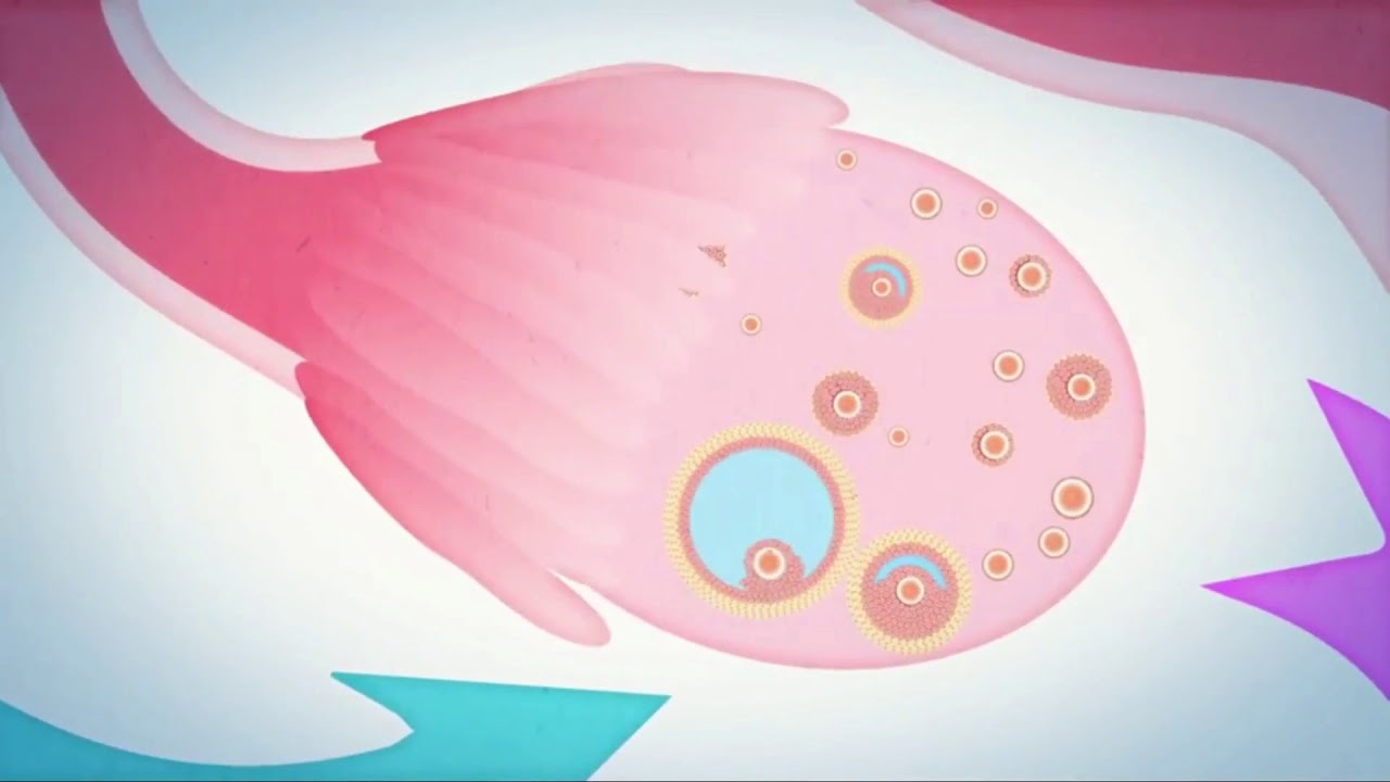 Como ocorre a menstrua&ccedil;&atilde;o?