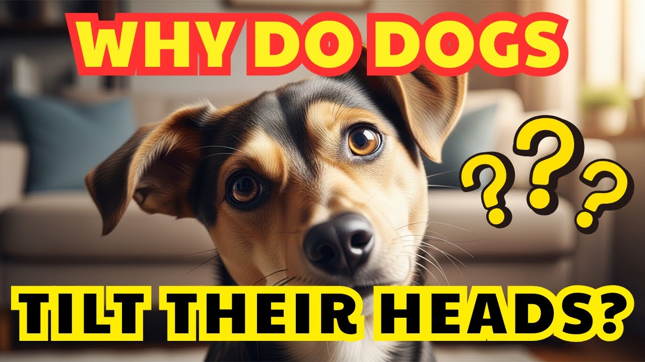 Why Does Your Dog Tilt Their Head? 5 Scientific Reasons Explained
