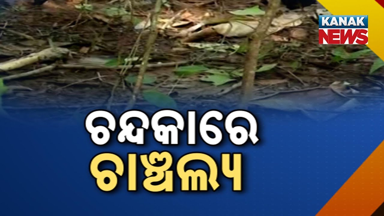 Reporter Live: ଚନ୍ଦକାରେ ଚାଞ୍ଚଲ୍ୟ। ଜଙ୍ଗଲ ଭିତରୁ ମିଳିଲା ନର କଙ୍କାଳ। Horrific Incident In Bhubaneswar
