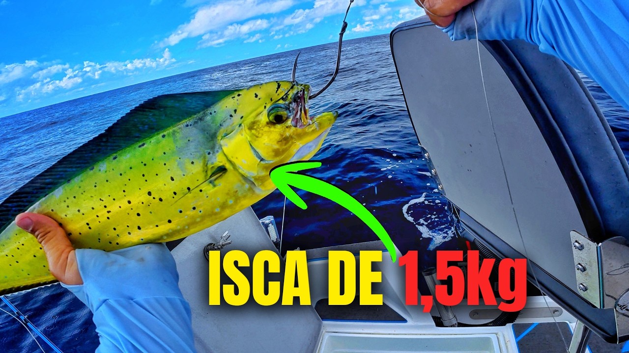 Usamos um DOURADO VIVO de ISCA P\  FISGAR um GIGANTE COM MAIS DE 200KG + REVIEW DIVER PRO 200