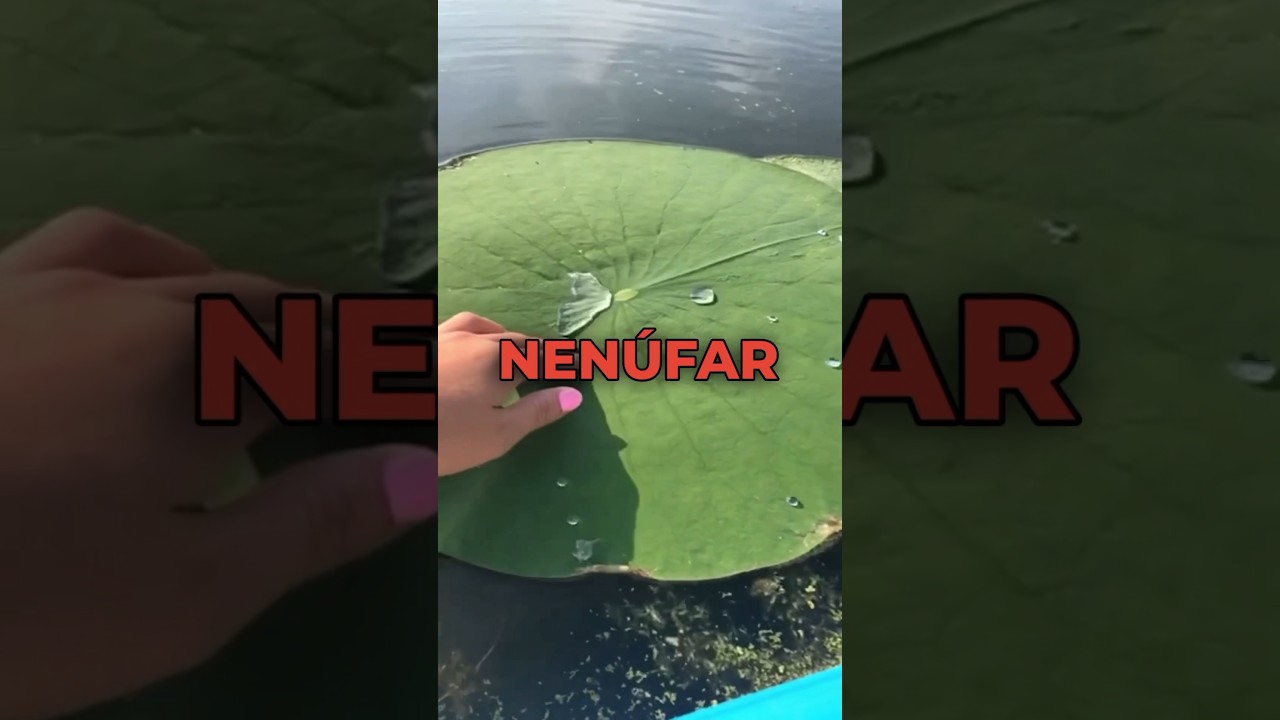 &iquest;SABIAS ESTO ACERCA DE LOS NENUFARES? 😱🔥💥