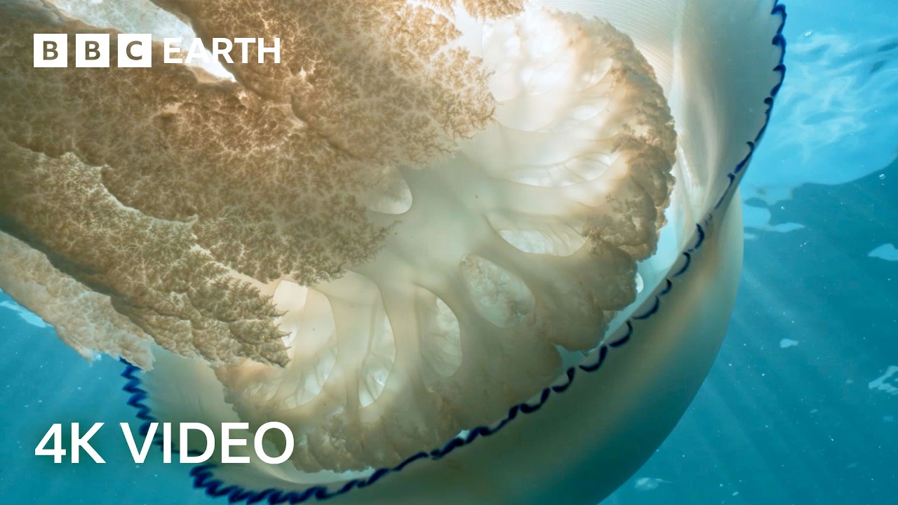 Tajemnicze stworzenia P&oacute;łnocnego Atlantyku | 4K UHD | BBC Earth