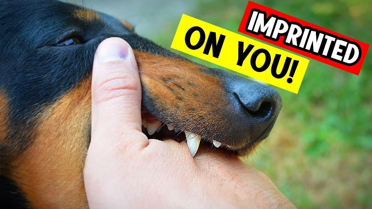 Who are you to your dog? MOM, DAD… or just the FOOD GUY? (Here’s what they really know about you)