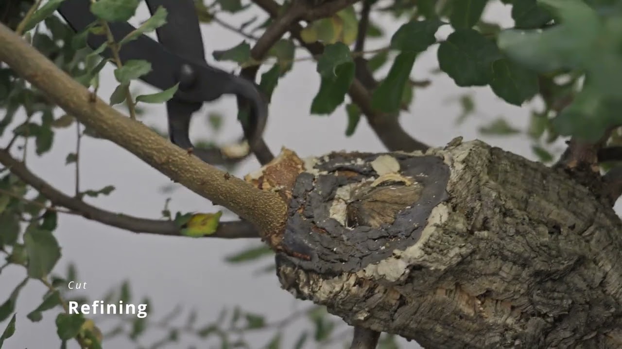 Ep04 - Quercus Suber yamadori - Bonsai Journey