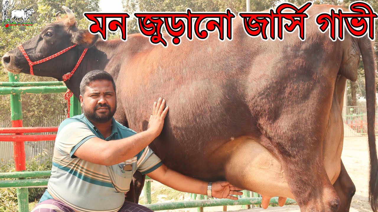 পাবনা জেলার সবচেয়ে বড় বিক্রয়কেন্দ্র থেকে গাভীর প্রতিবেদন। সব ধরনেরই গাভীর রমরমা সংগ্রহ। Krishi TV