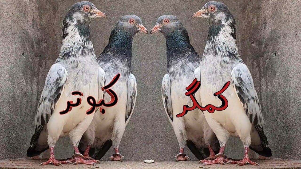 Kamagar Kabootar | Pure Kamagar Pigeons | Prince Kamagar