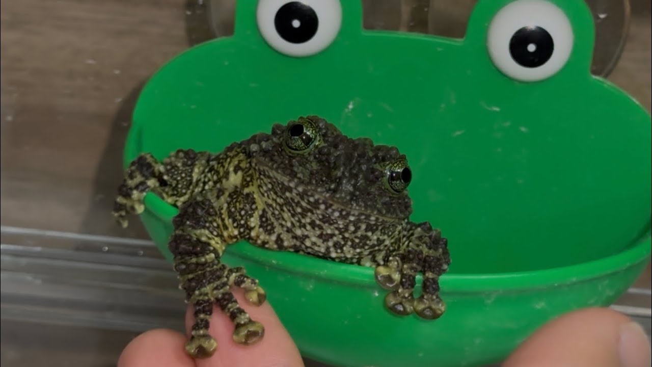 カエルたちの日常