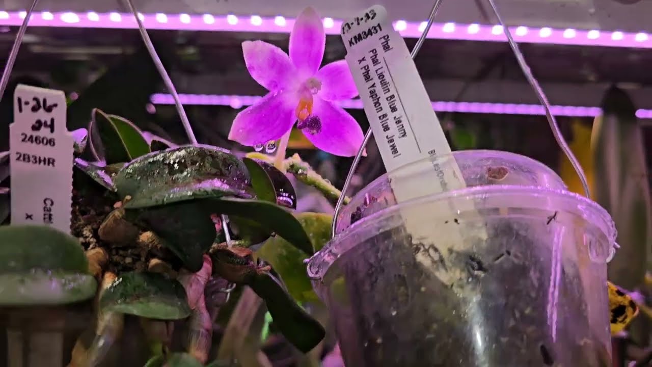 Phal Friday! Keep using high nitrogen! 