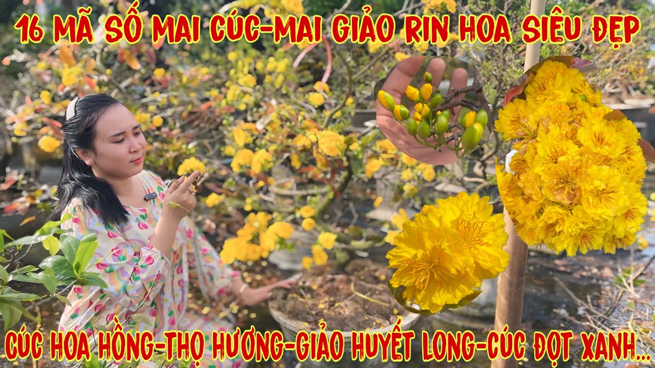 14-2☎️0706938527 Quế Anh ☎️🌳Mai Vàng Chơi Tết Giá Rẻ🌳cúc huyết long-sbsg-cúc siêu nụ-cúc hoa hồng🌳