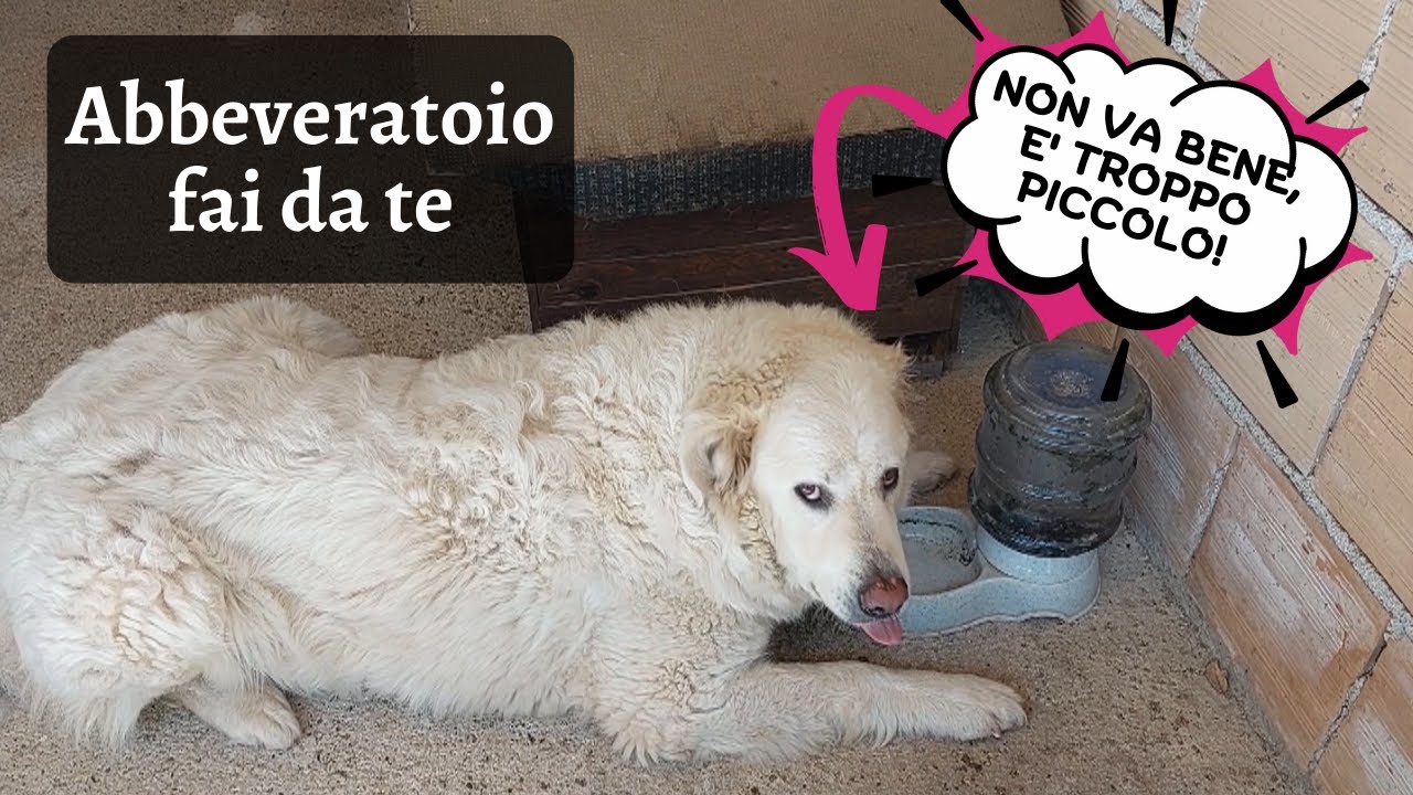 Come COSTRUIRE un ABBEVERATOIO da 20 litri per i tuoi CANI