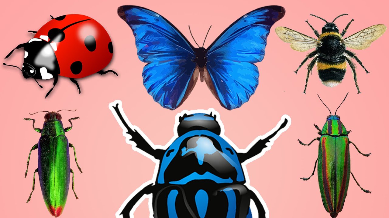 Learn INSECT NAMES in English for EVERYBODY | EASY ENGLISH INSECTS
