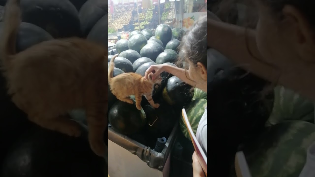 karpuz seçiyor minik kedi
