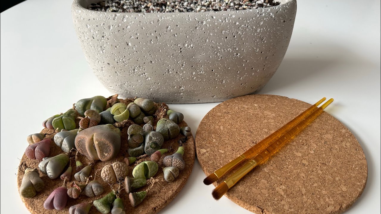 Литопсы/ Lithops. Весна- время пересадки, время навести красоту! 01.03.2023