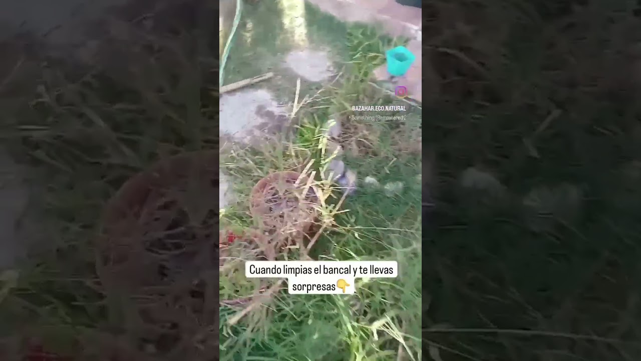 los puerros van a la tarta jeje 