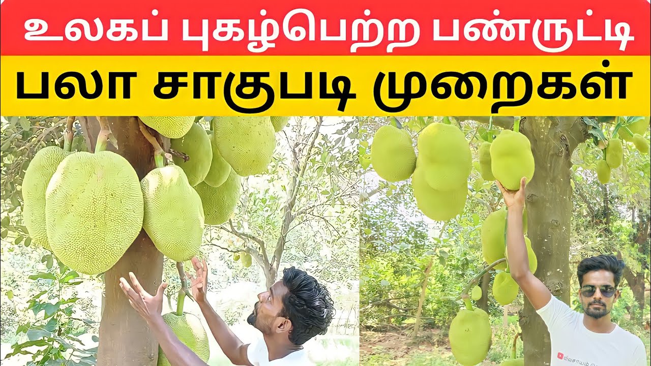 பண்ருட்டி பலா சாகுபடி  jack fruit| cultivation | விவசாயம் agriculture | harvester | farming