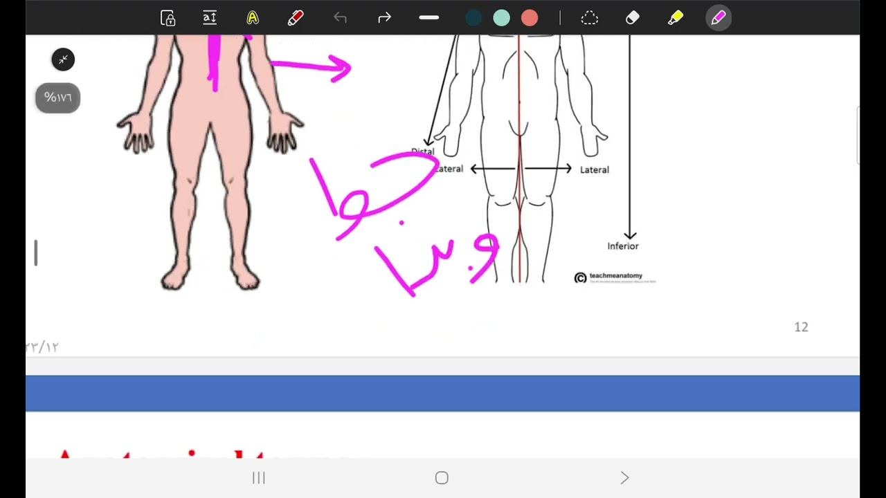 Anatomy Lec 1 part 2 (BUC)