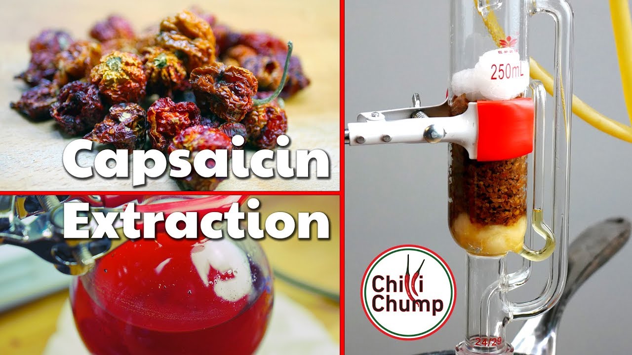 Capsaicin extraction using a Soxhlet extractor 🔥 Getting the spicy stuff from chilli peppers!