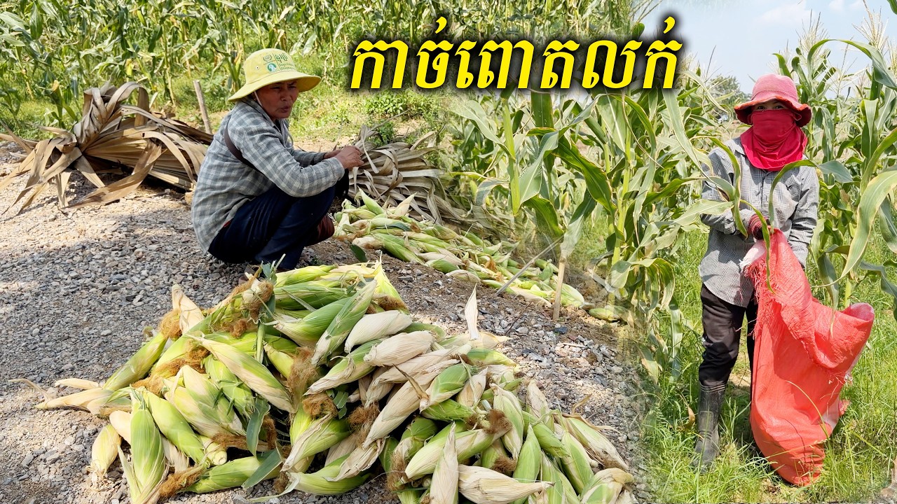 កសិករប្រមូលផលពោតលក់ ១ផ្លូនលក់បានតែ១៨០០០រៀល
