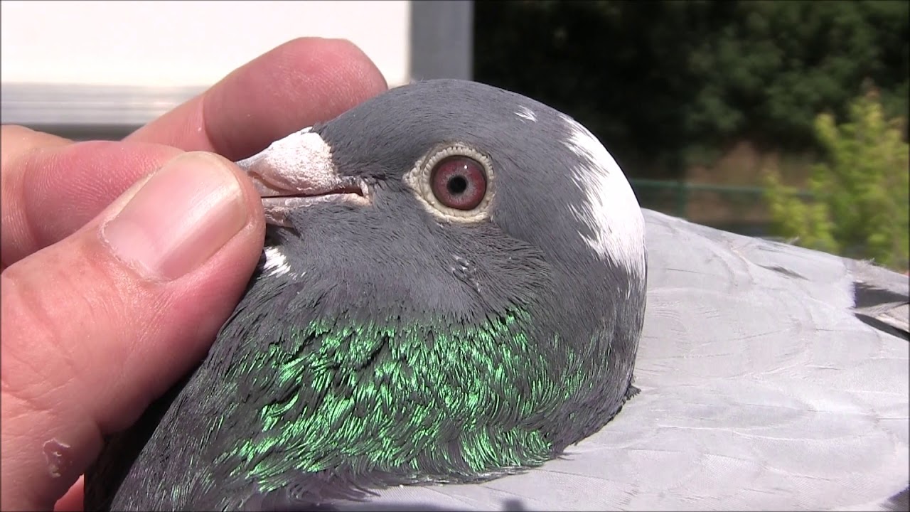 Raf Herbots shows his birds