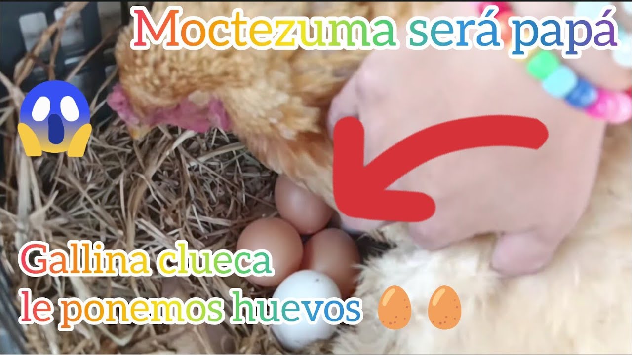 Mi gallina Popesa está CLUECA 😱 Moctezuma será papá 😯 y se repite la historia 😪