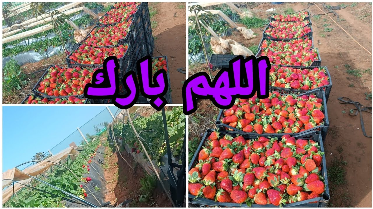 باش تنجح ليك زراعة الفراولة ضروووري طبق هاد نصائح باش تجاوز بزاف المشاكل 🍓🍓🍓🍓🍓
