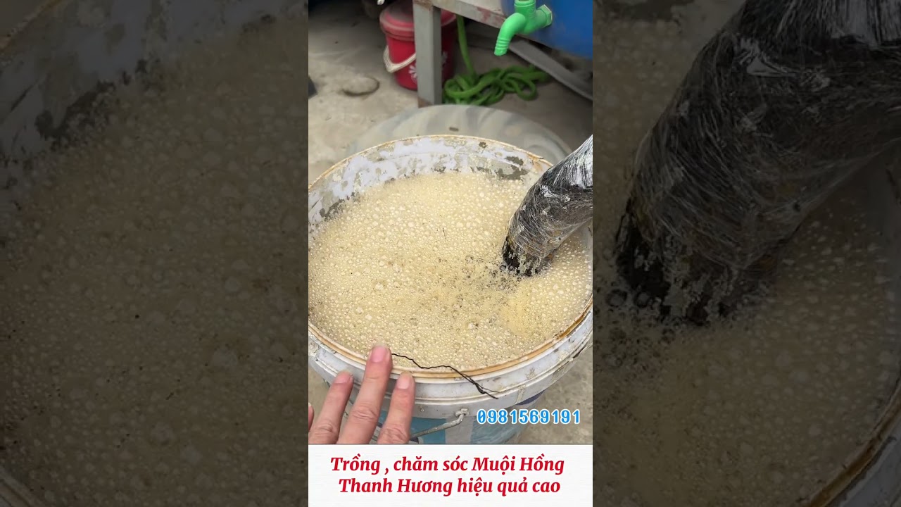 Râm ủ Muội Hồng và Thanh Hương