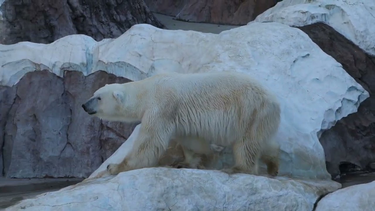 【上野動物園】シロクマに癒される#shorts