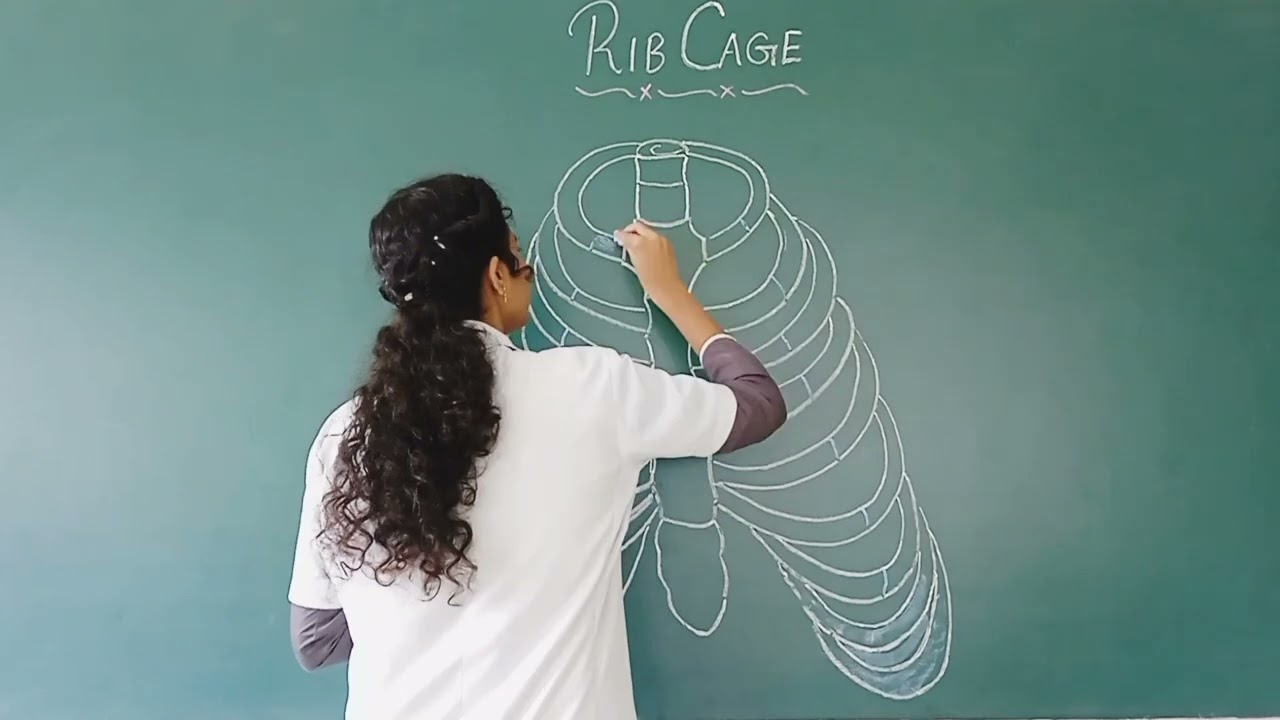 RIB CAGE...