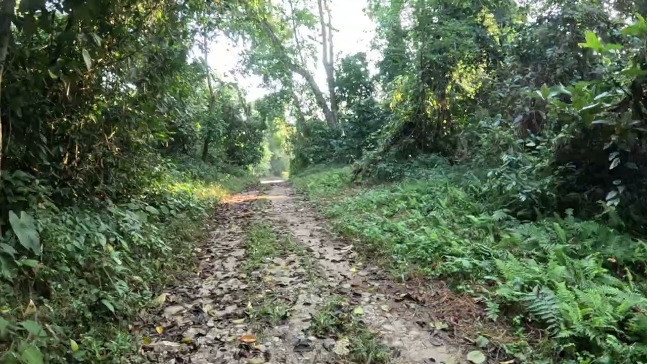 Jungle Walk inside Pakke Tiger Reserve, Seijosa, Arunachal Pradesh - Part 2|