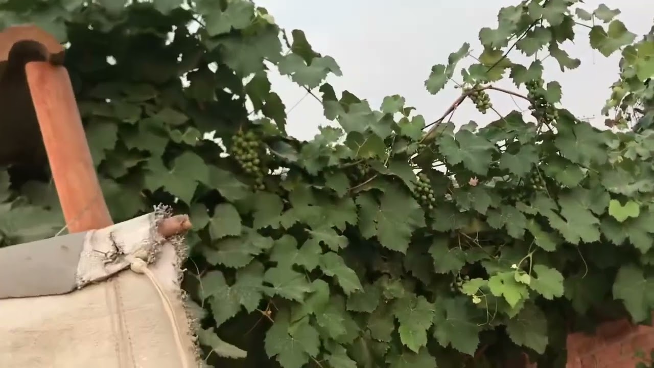 Secret of growing organic fruit & vegetables #orchardfresh #orchardfarming #organic