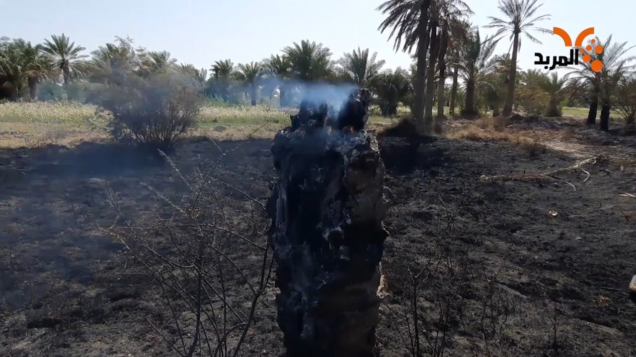 تعرف على اسباب حرق البساتين في قلعة صالح جنوب ميسان #المربد