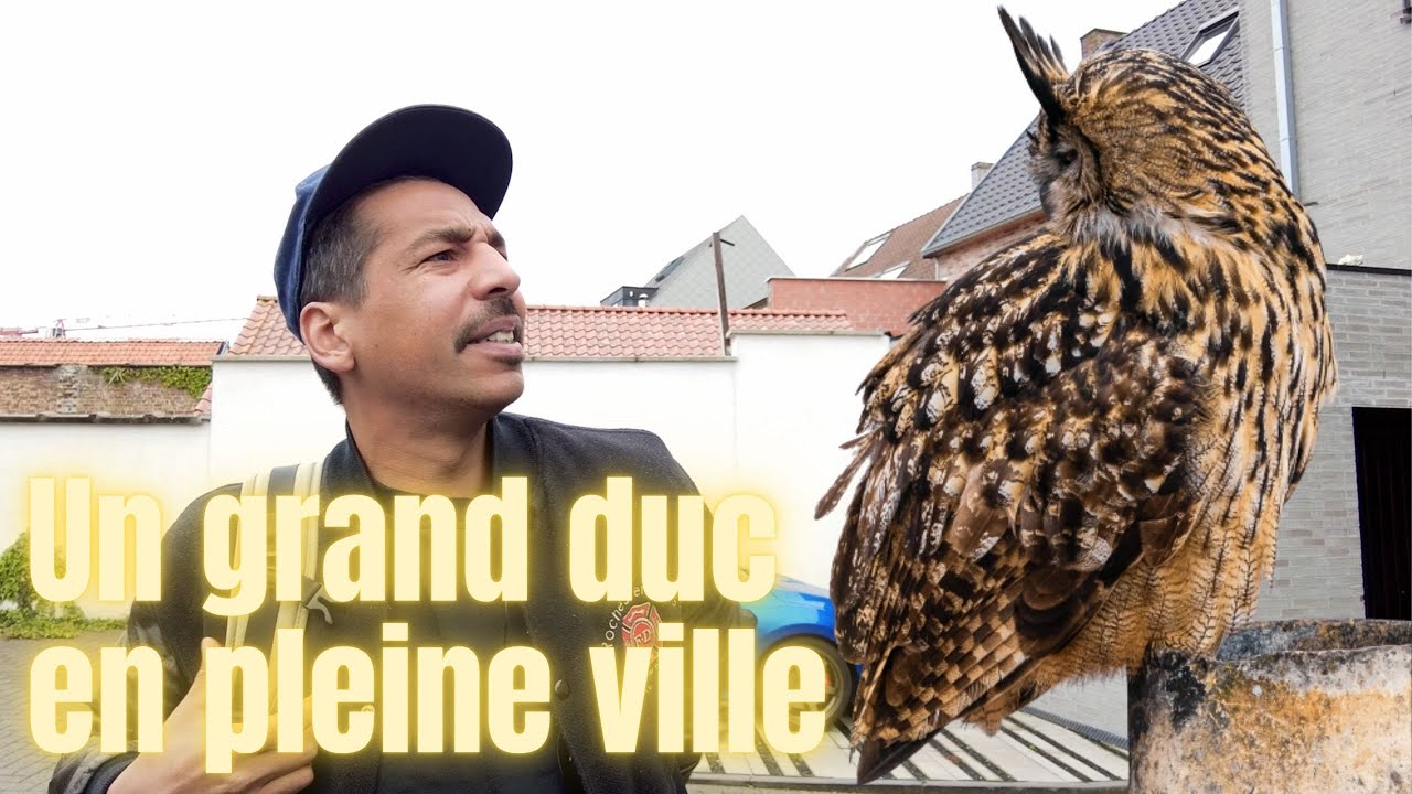 UN HIBOU GRAND-DUC EN PLEINE VILLE !