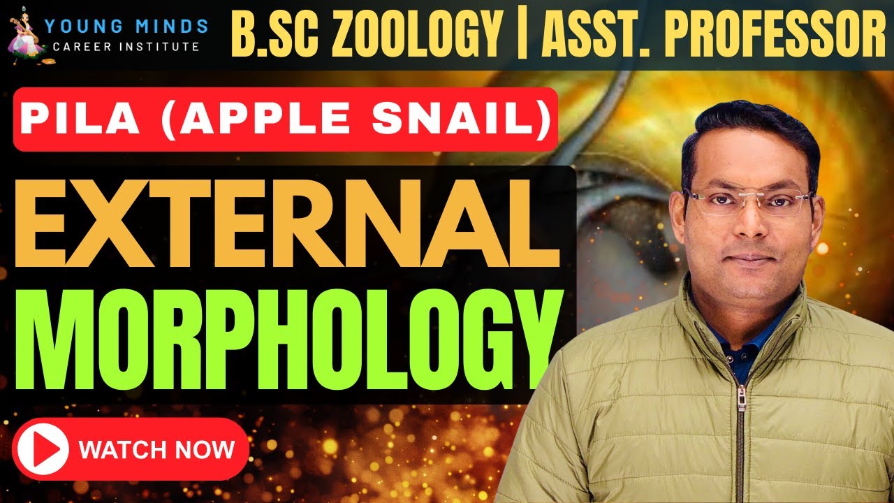 External Morphology of Pila | B.Sc Zoology