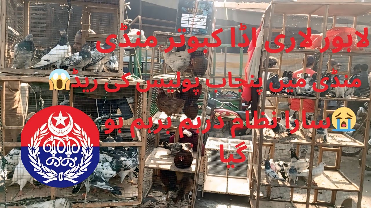 لاہور لاری اڈا کبوتر منڈی میں پنجاب پولیس کی ریڈ 😱